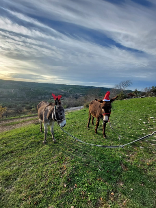 Božićni duh u skradinskom zaleđu: Magarice s kapicama prave pozerice