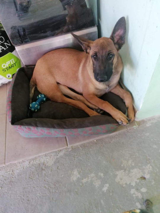 Tužna pseća priča Belline i Belle: 'Njihovi ljudi su se razboljeli i ne mogu se brinuti za njih'