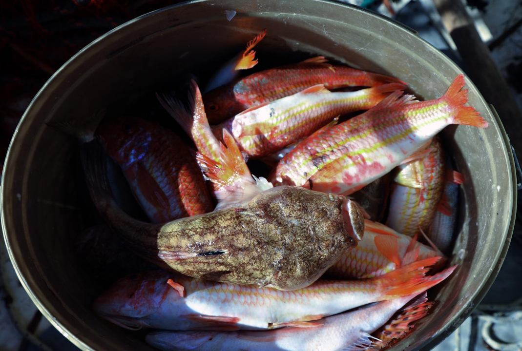 Ribarska crtica iz Zablaća: ‘To je otrovno isto k'o pauk, gleda san na televiziji’