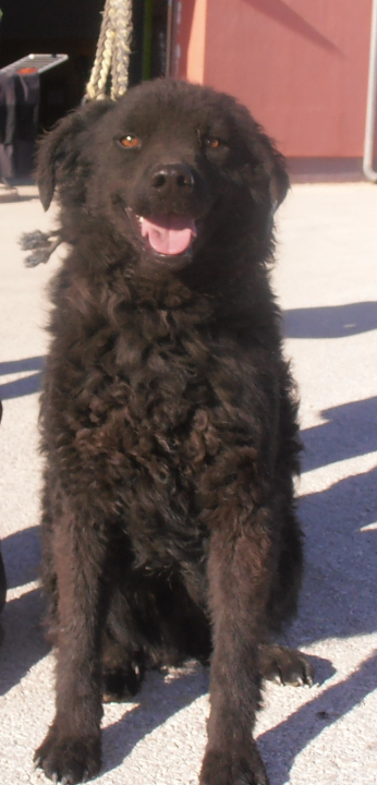 Hrvatski ovčar Tommy traži dom: Opušten je i zaigran, željan ljubavi i pažnje 