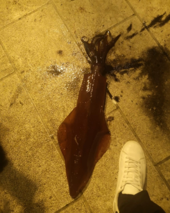 Vodičanin Robert s rive ulovio lignju tešku skoro dva kilograma