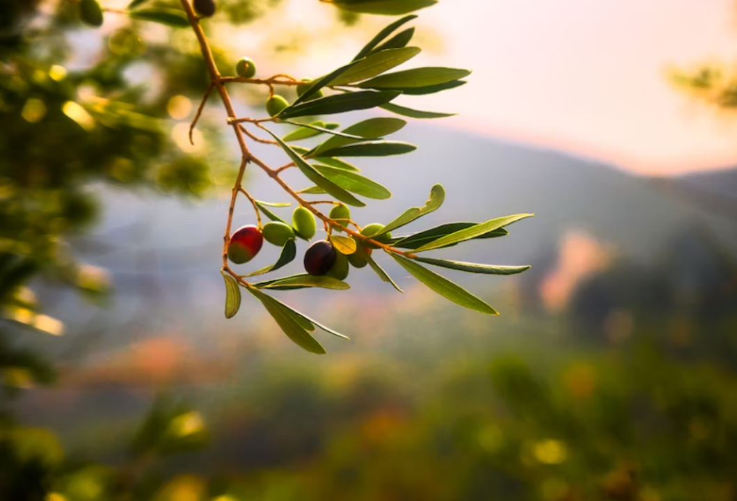 U petak u Vodicama radionica 'Mala škola maslinarstva – Rezidba i cijepljenje'