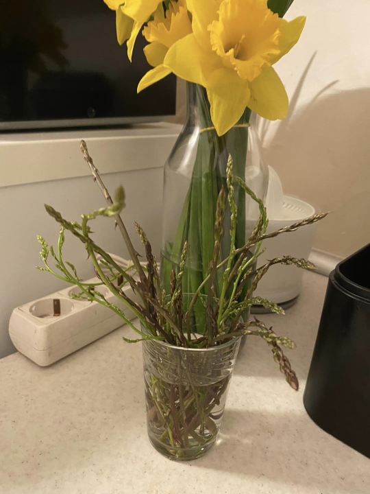 Krenula sezona šparoga: Ove su ubrane u Guštinoj vali na Jadriji 