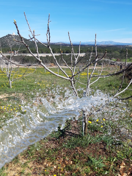 Ivan Rak zajedno s obitelji bavi se uzgojem smokava: 'Nije lako biti poljoprivrednik, ali ne damo se'
