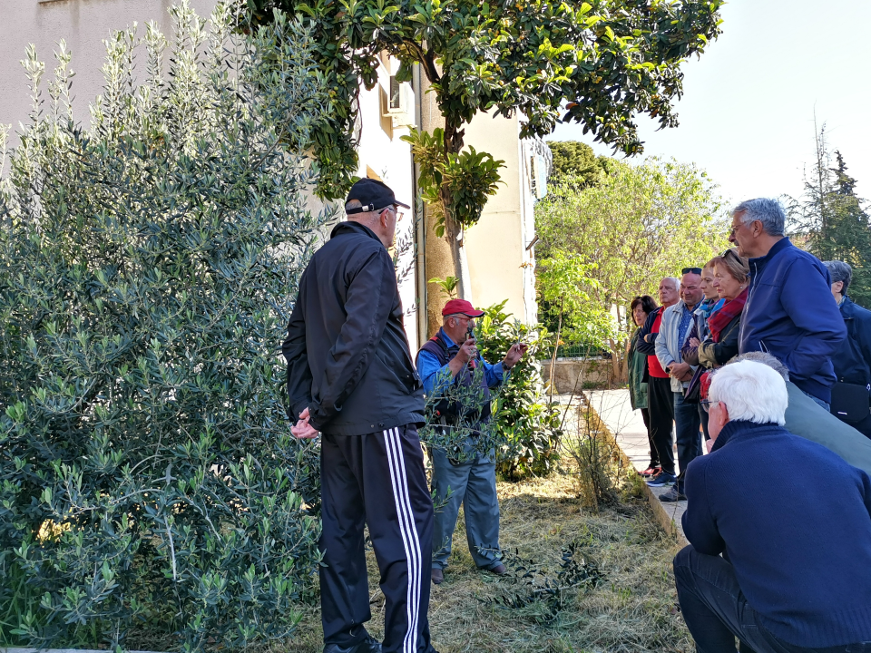 Prvo teorija pa onda praksa: Davorin Pamić nakon emisije maslinarima prezentirao rezidbu masline    