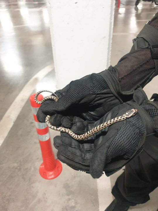 Denis Periša iz garaže na Poljani spasio zmiju: ‘Ne trebate se bojati’