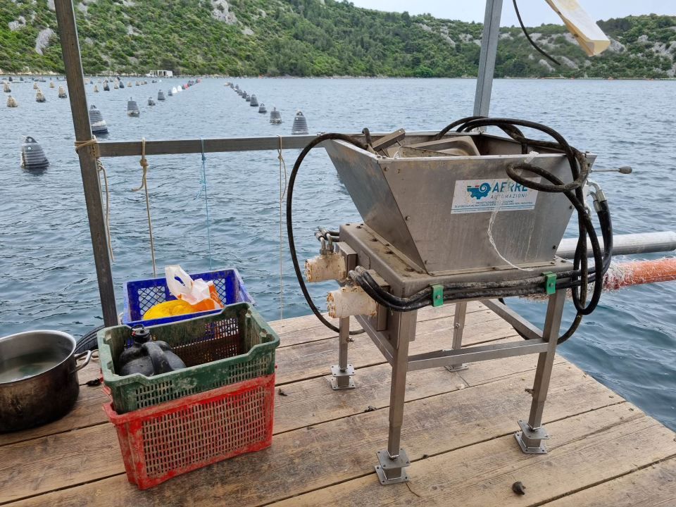 Mile Ćoran, školjkar: 'Kad u nešto uložiš puno truda i ljubavi to će ti se višestruko isplatiti'