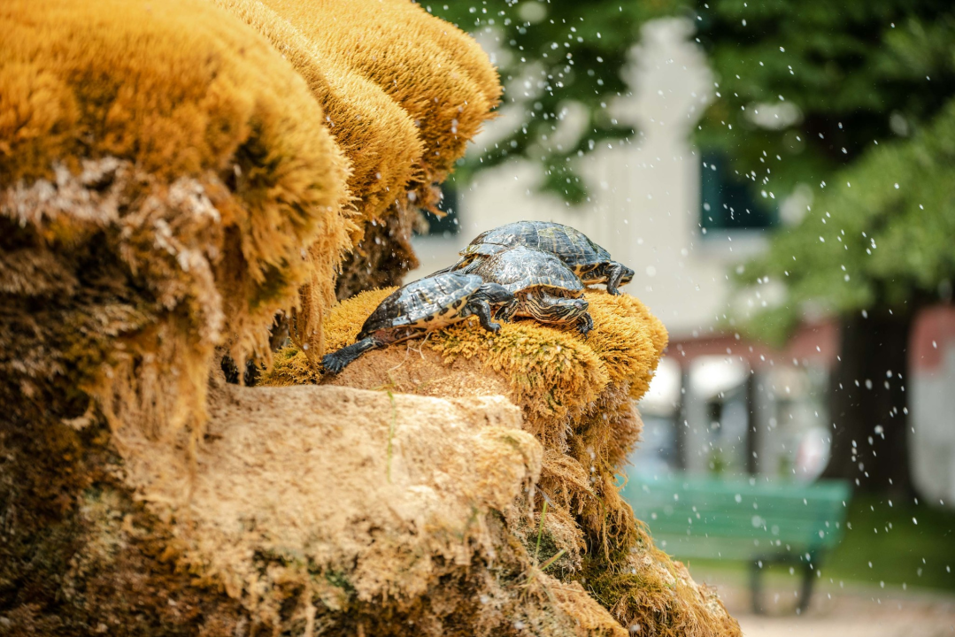 Fontana ispred Gospe van grada malo je požutila: Za par dana opet će zazeleniti, obećali su iz Zelenog grada 