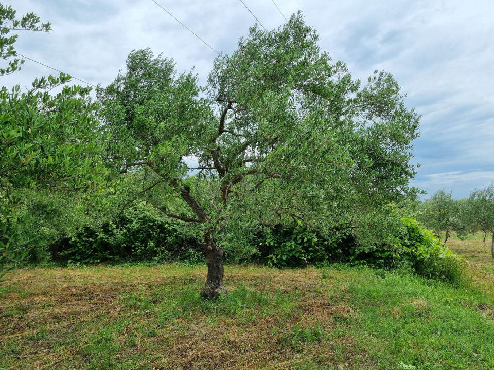 Uručeni eko certifikati za proizvođače iz Skradina i Tribunja 
