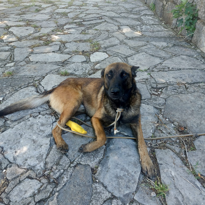 Mladi belgijski ovčar nađen u Kninu traži novi dom