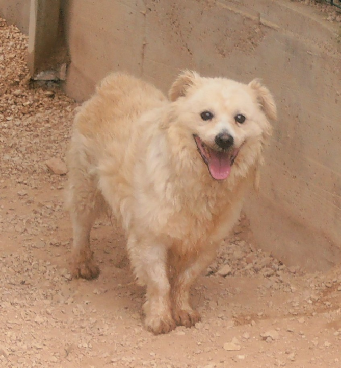 Dingo traži novi dom: 'On je prilagodljiv, brzo uči i odgovarao bi svakome tko bi mu pružio šansu' 