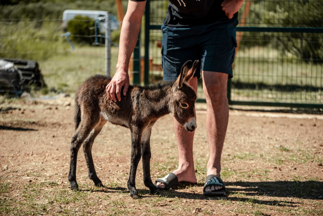 Za magarce na farmi 'Ćušin raj' brine se cilo misto: 'Mještani donose hranu, a djeca zaborave na mobitele'