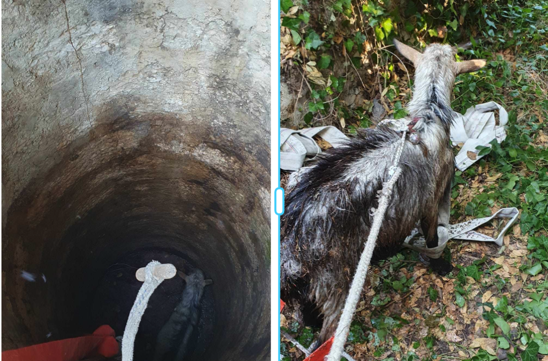 Zlarinski vatrogasci spasili jarca iz bunara: 'Navodno je upao prije više dana'