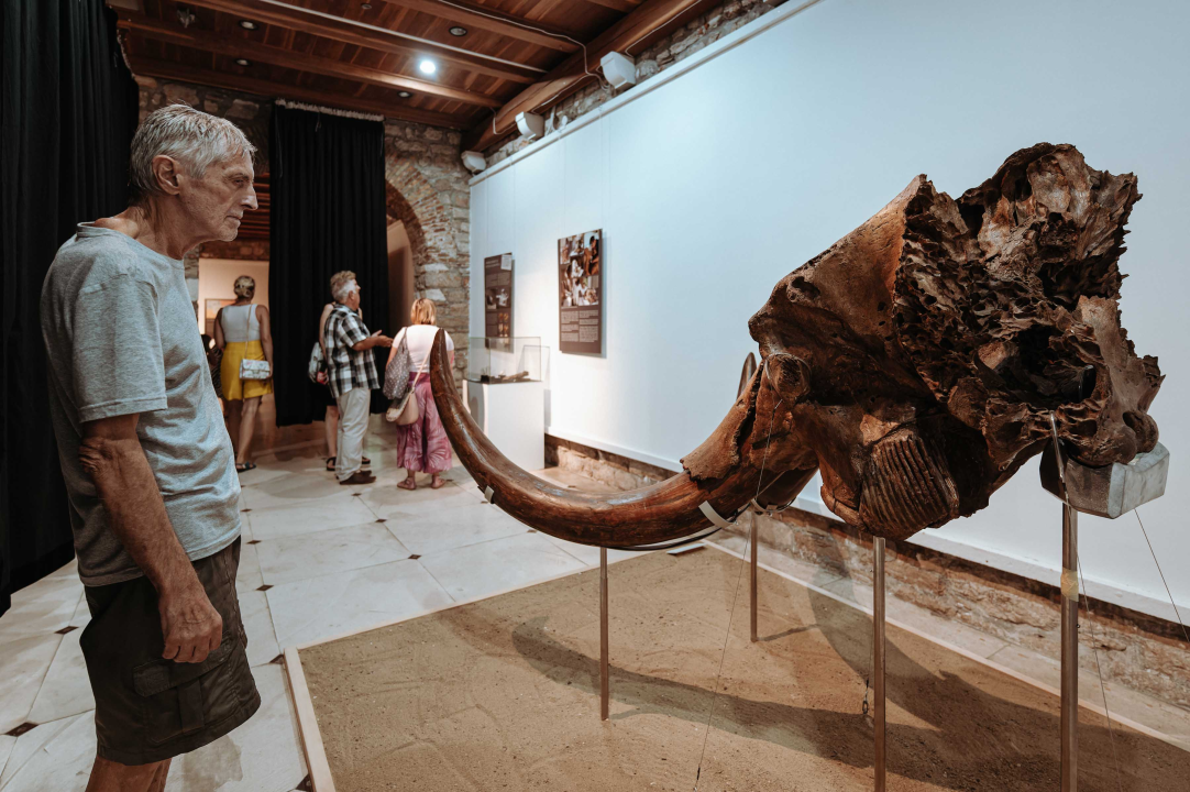 U Muzej ‘stigao’ stepski mamut iz Slavonskog Broda: ‘I Drniš svog mamuta ima'