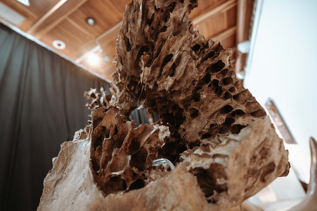 U Muzej ‘stigao’ stepski mamut iz Slavonskog Broda: ‘I Drniš svog mamuta ima'