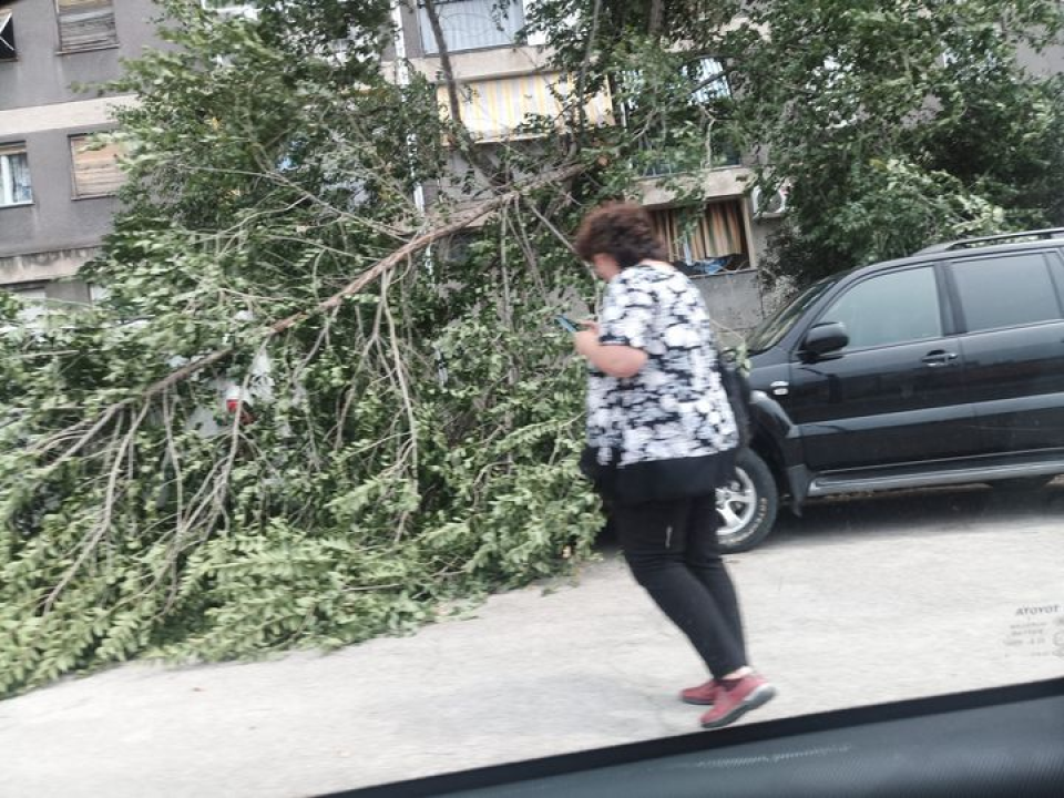 Najavljene nevere nisu ni stigle, a zbog jakog juga već padaju stabla po Šibeniku 