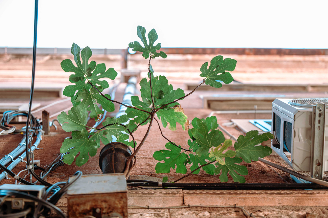 'Zidna smokva kraljice Jelene' mogla bi postati atrakcija poput grma kapara u ‘Masnoj’
