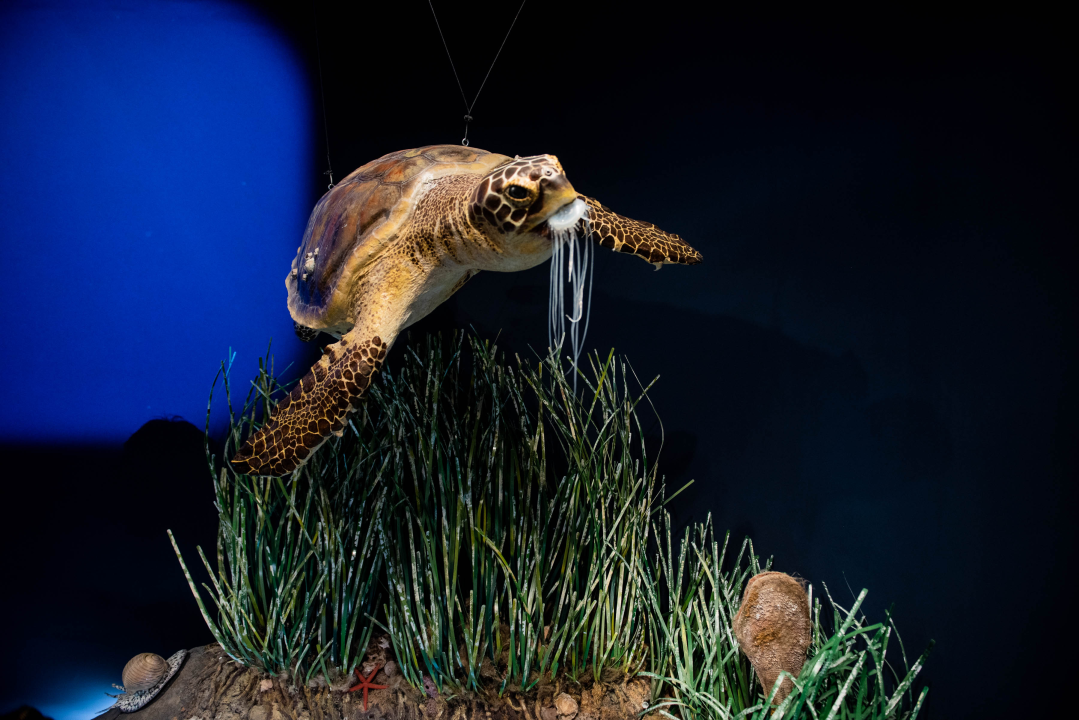 Ovaj vikend Posjetiteljski centar Kanal sv. Ante možete obići uz besplatne ture i stručno vodstvo!