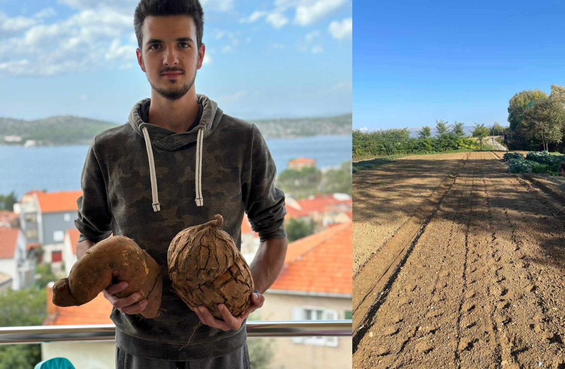  Obitelj Beader na Petrovom polju uzgojila batat težak 4,2 kilograma: 'Ovaj kraj ima toliko neiskorištenog potencijala'