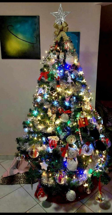 Provjerite tko su pobjednici izbora za naj jelku!