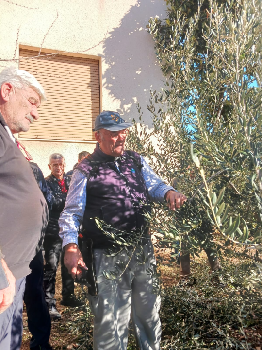 Ispred Radio Ritma prezentirana rezidba masline