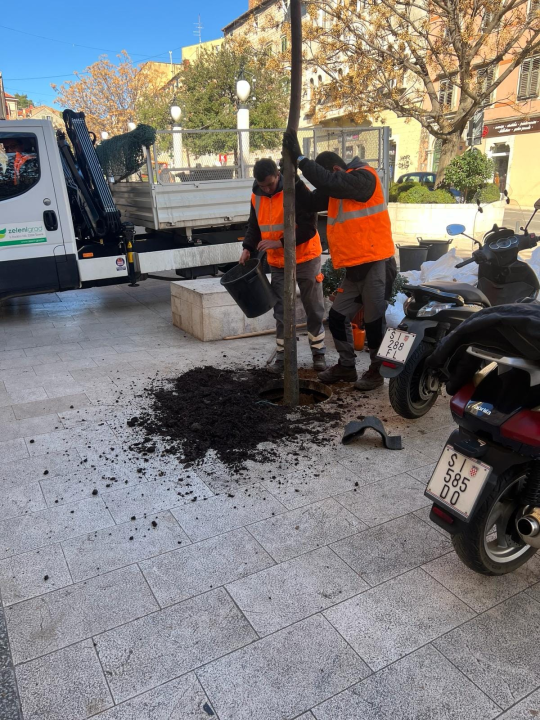 Nakon medijske kritike, Zeleni grad posadio novo stablo ispred hotela Jadran