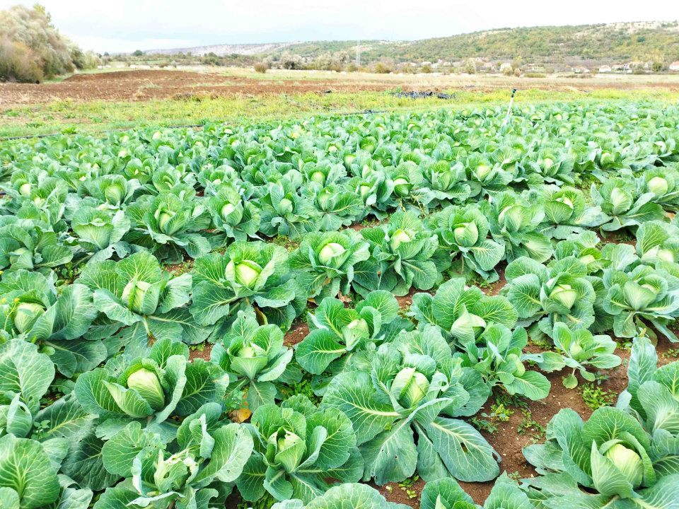 Martin i supruga odlučili su ostati na selu i baviti se poljoprivredom: 'Na OPG-u u Petrovom polju radi cijela obitelj'