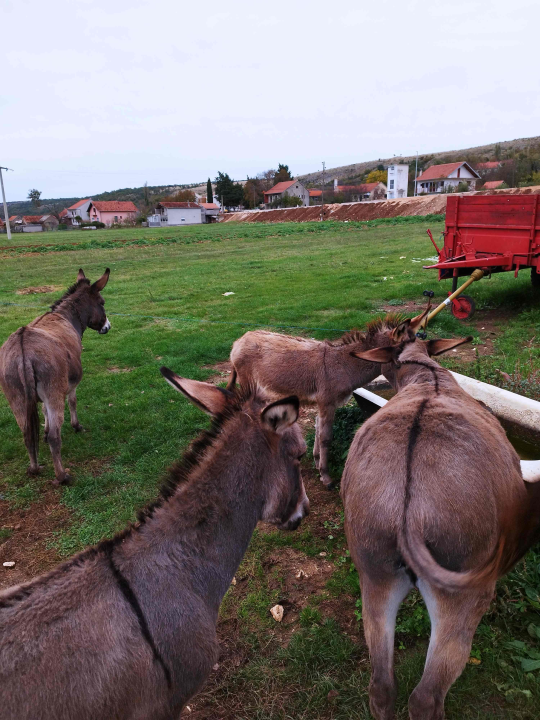 Martin i supruga odlučili su ostati na selu i baviti se poljoprivredom: 'Na OPG-u u Petrovom polju radi cijela obitelj'