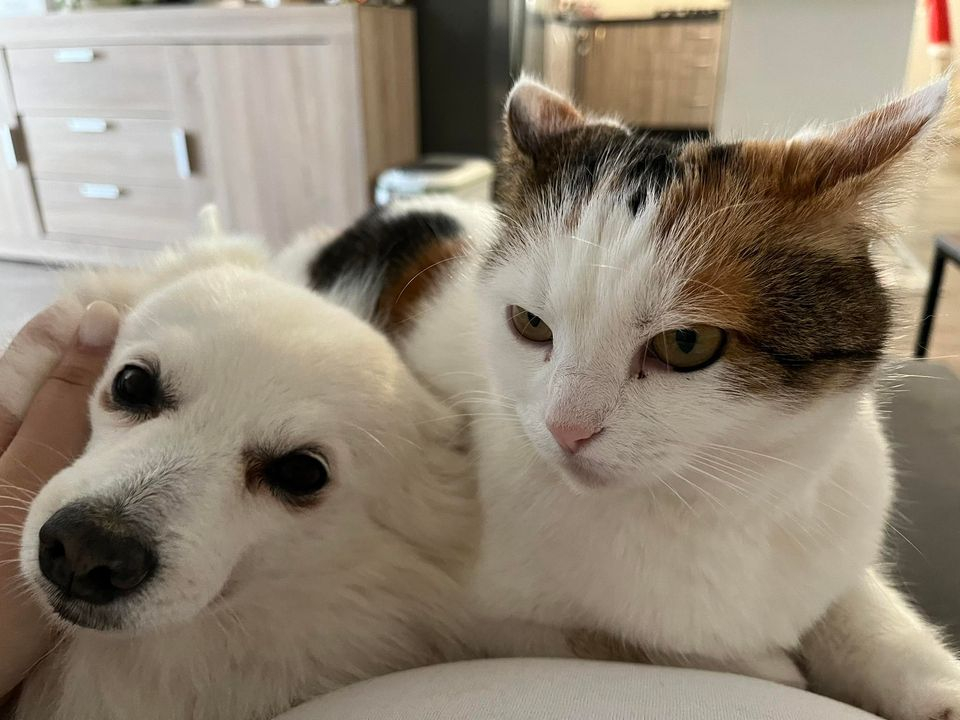 Provjerite tko su naj ljubimci 2024. godine!