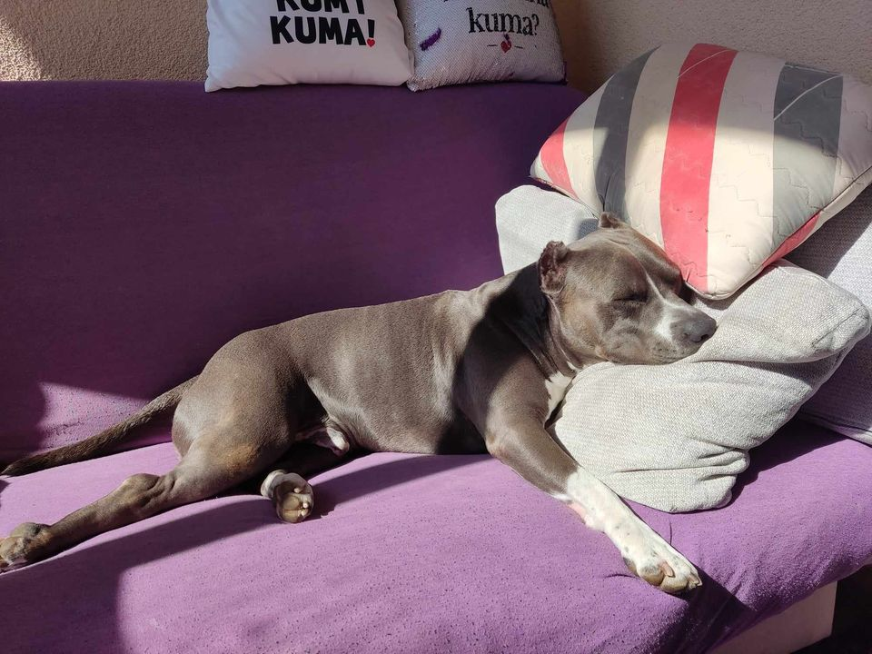 Provjerite tko su naj ljubimci 2024. godine!