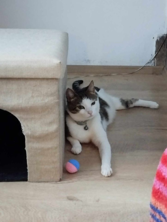 Provjerite tko su naj ljubimci 2024. godine!