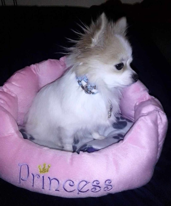 Provjerite tko su naj ljubimci 2024. godine!