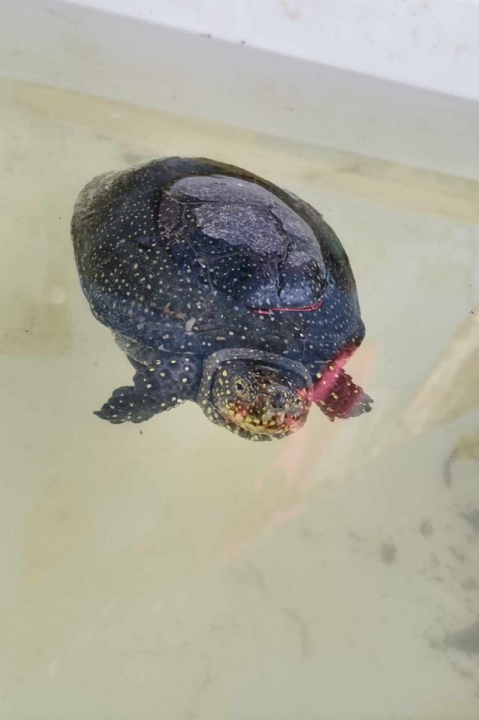 Provjerite tko su naj ljubimci 2024. godine!