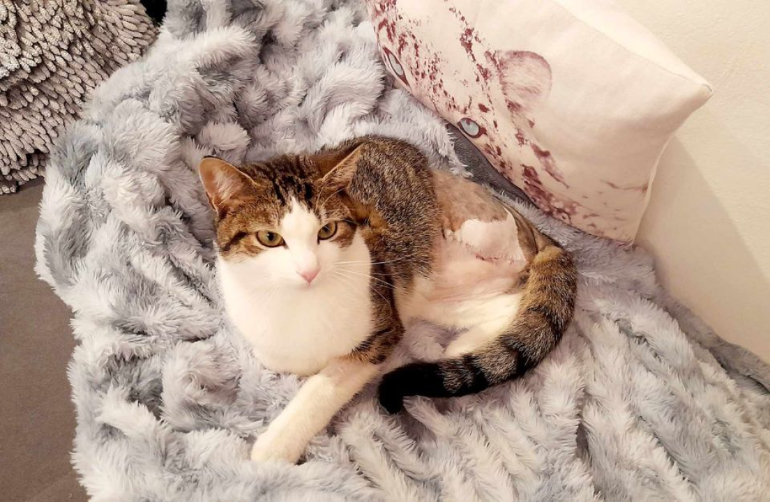 Provjerite tko su naj ljubimci 2024. godine!