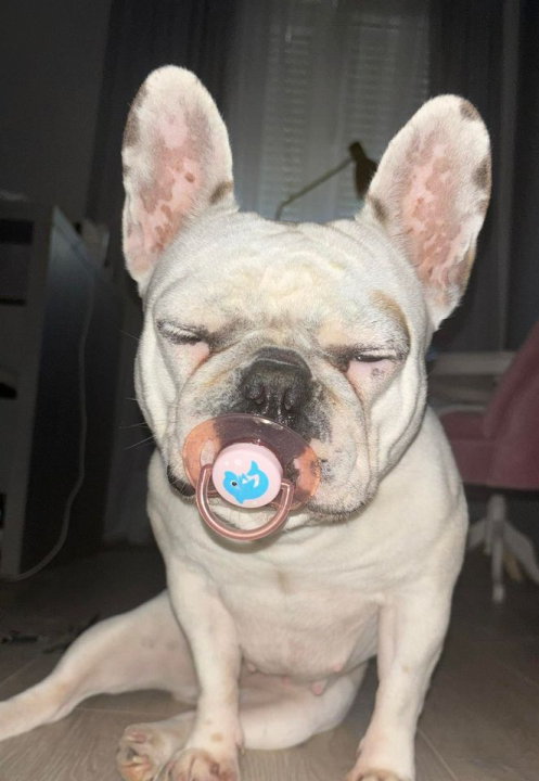 Omiljeni bistro Kod Starog odlično je odredište i u ljetnim danima!