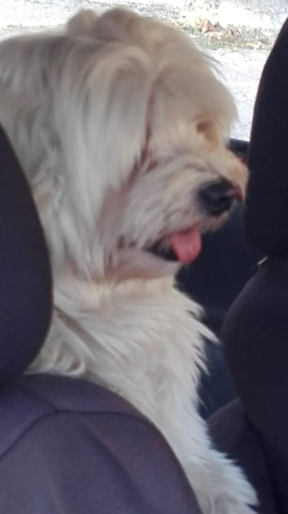 Provjerite tko su naj ljubimci 2024. godine!