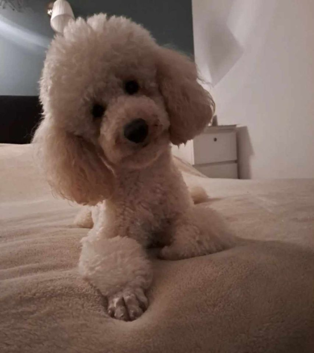 Provjerite tko su naj ljubimci 2024. godine!