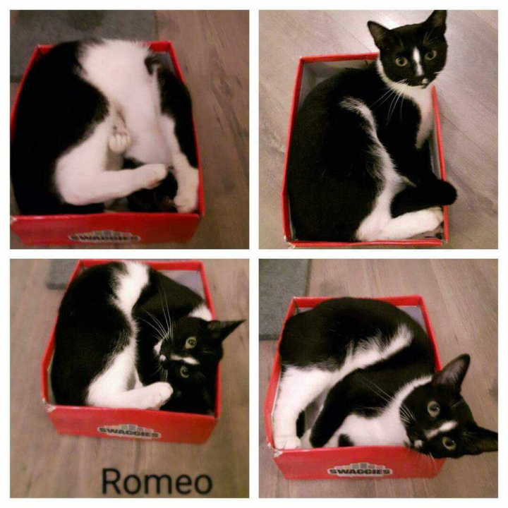 Provjerite tko su naj ljubimci 2024. godine!