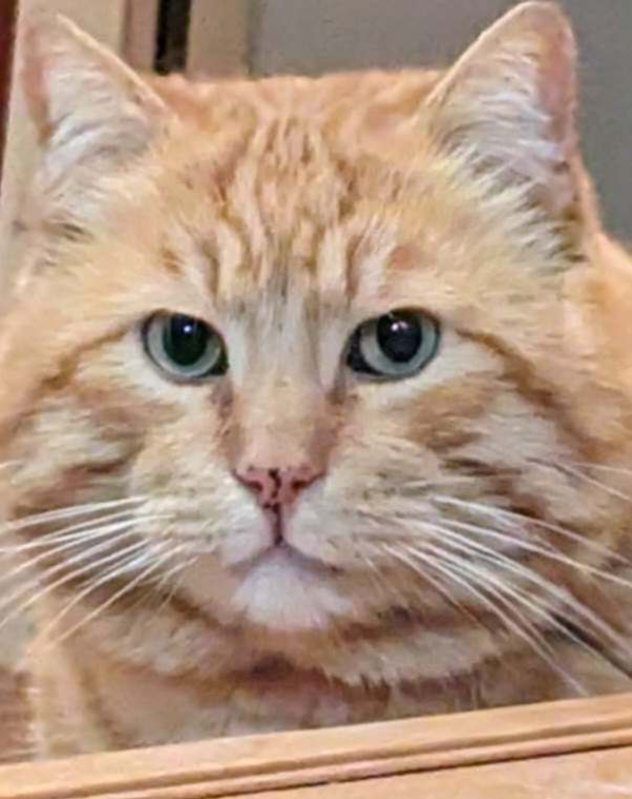 Provjerite tko su naj ljubimci 2024. godine!