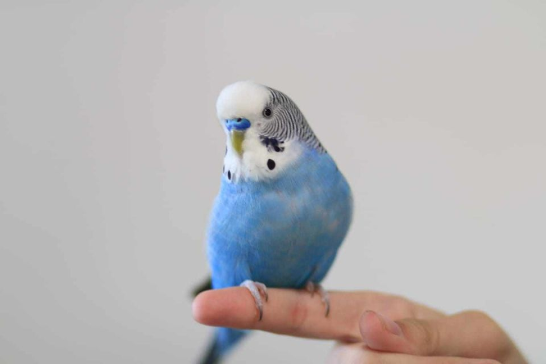 Provjerite tko su naj ljubimci 2024. godine!