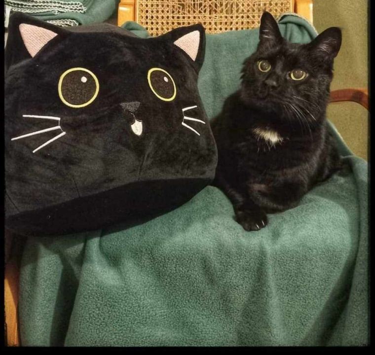 Provjerite tko su naj ljubimci 2024. godine!