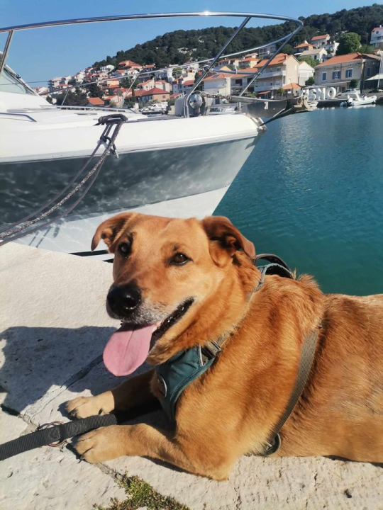 Provjerite tko su naj ljubimci 2024. godine!