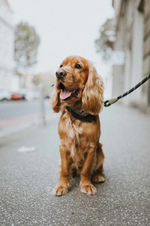 Provjerite tko su naj ljubimci 2024. godine!