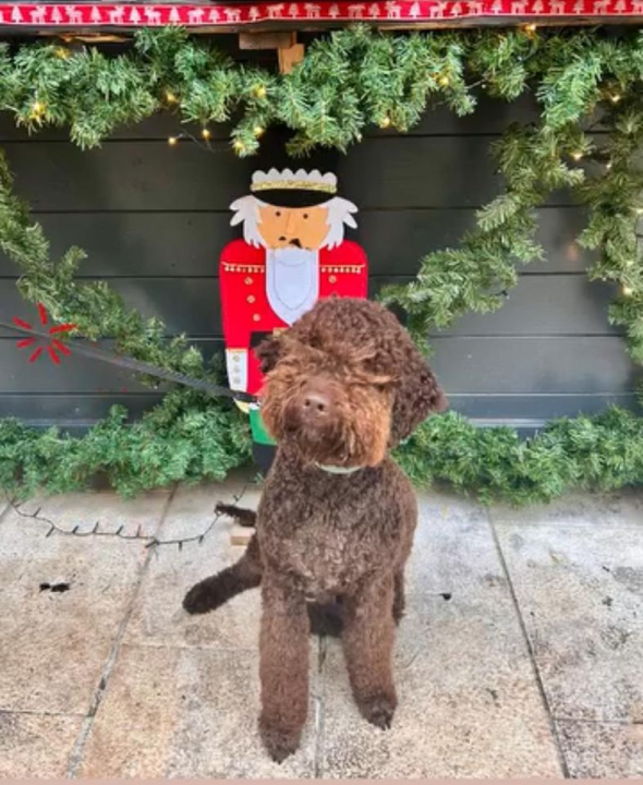 Provjerite tko su naj ljubimci 2024. godine!