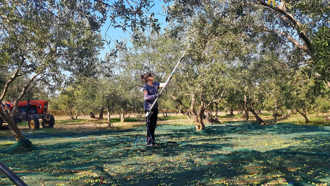 Obitelj Podrug prvo ulje napravila je 1886. godine, a danas osvajaju zlatne medalje od Vodica do New Yorka