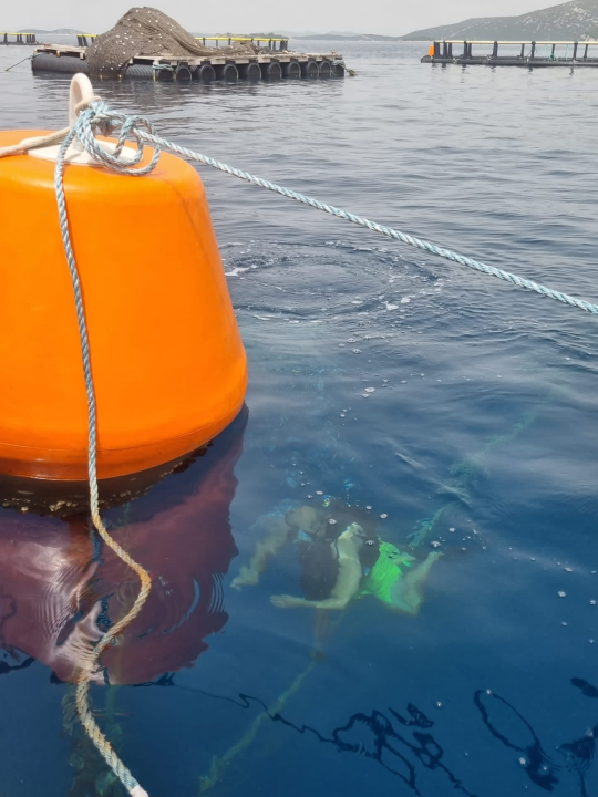 Vidjeli ste plemenitu perisku? Dojavite lokaciju i osvojite nagradu