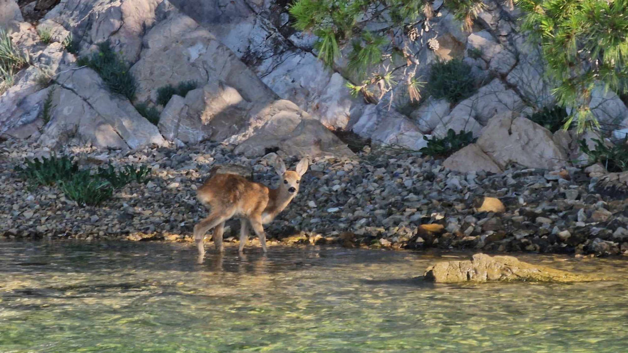 Mala srna u Šibenskom kanalu traži mamu koja je jučer uginula