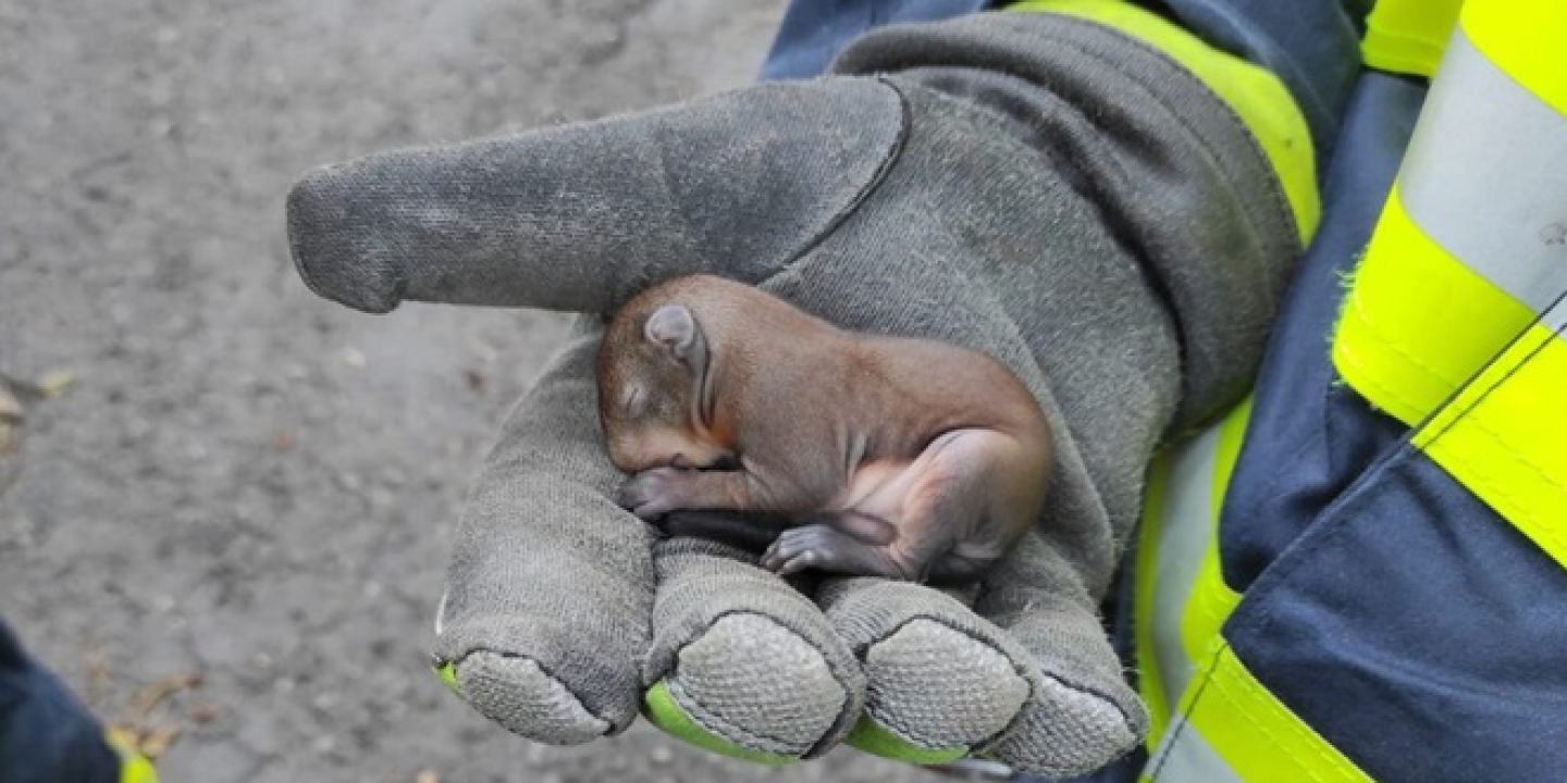 Vatrogasci spasili bebu vjevericu. Nazvali su ga Pablo 