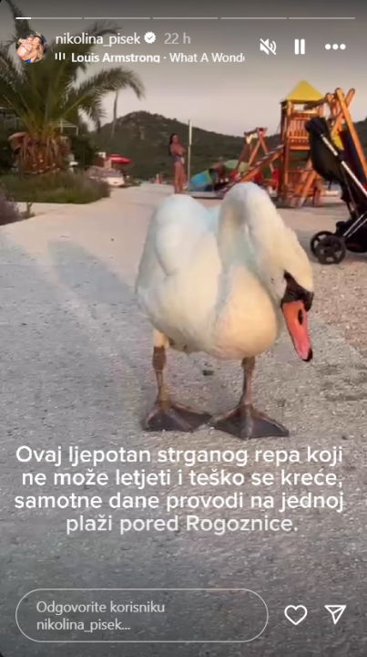  Nikolina Pišek moli pomoć za ozlijeđenog rogozničkog labuda: 'Teško se kreće'