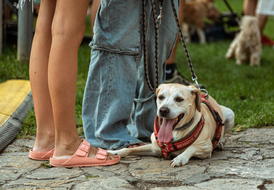Šibenske šape rođendan proslavile izložbom pasa, tombolom i kvizom